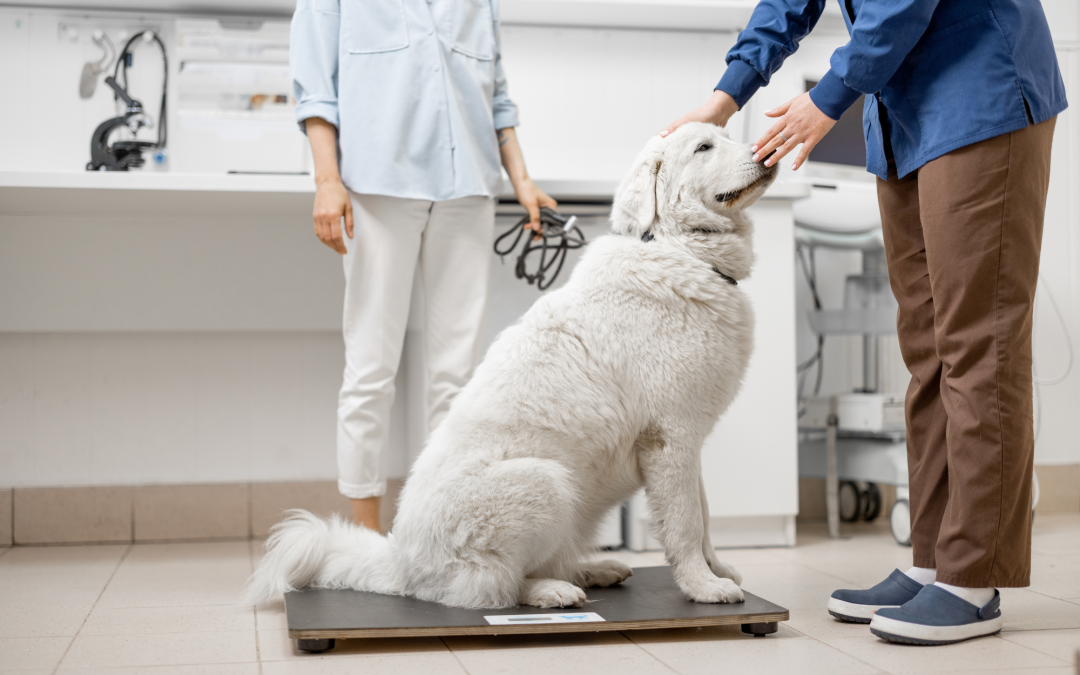 Pet Weight Management: Keeping Your Pet in Shape for a Healthy Life