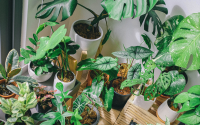 Safe Indoor Plants for Cats and Dogs: A Pet-Friendly Guide