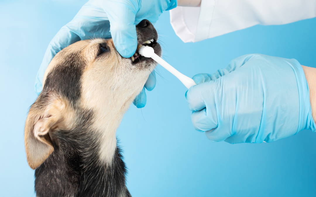 The Importance of Dental Care for Pets: How to Keep Their Teeth Healthy