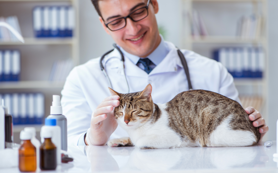 Why Regular Vet Checkups Are Crucial for Your Pet’s Wellbeing